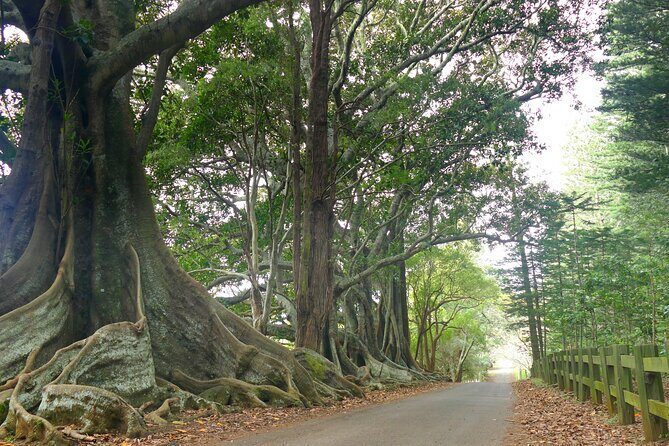 Island Orientation Package incl. Return Airport Transfers & Tour - Transportation and Comfort