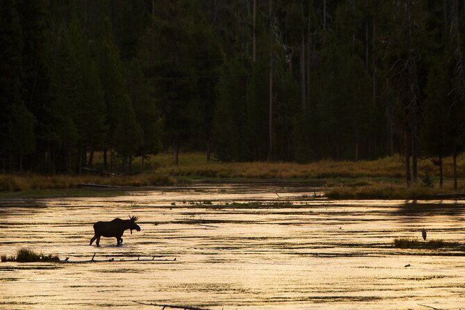 Island Park, Idaho Waterfalls and Wildlife - Key Points