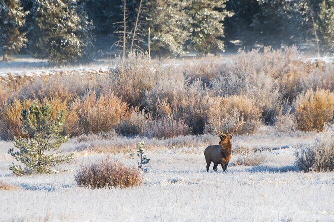 Island Park, Idaho Waterfalls and Wildlife - FAQ