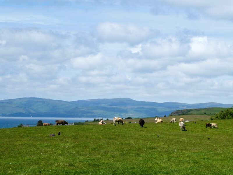 Isle of Arran: Exclusive Private Farm Tour with the Farmer - An In-Depth Look at the Bellevue Farm Private Tour
