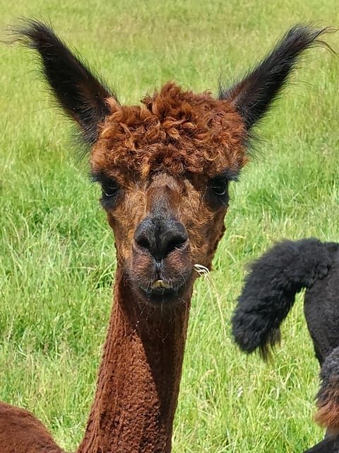 Isle of Arran: Farm Experience Entry Ticket - FAQ