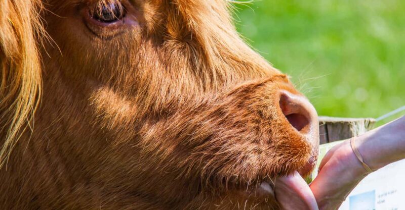 Isle of Arran: Farm Tour - An In-Depth Look at the Isle of Arran Farm Tour