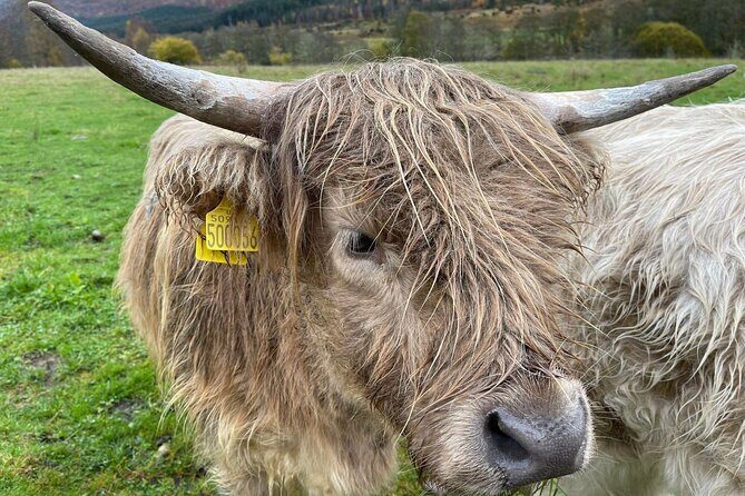 Isle Of Skye Tour Including Fairy Glen Quiraing and Kilt rock - The Sum Up