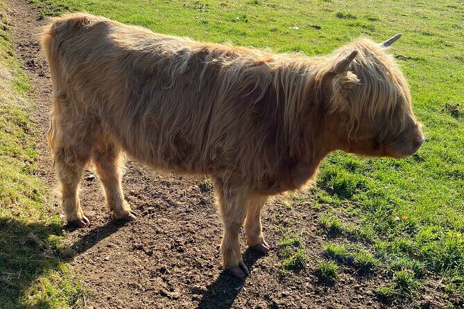 Isle oF SkyeTour.PORTREE,OLD MAN STORR,KILT ROCK.FROM INVERNESS - Final Thoughts