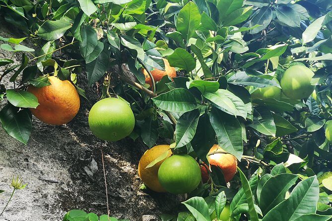 Isola Bella Fishermen's Island Private Tour with Micaela - The Journey Begins: From Stresa to Lake Maggiore