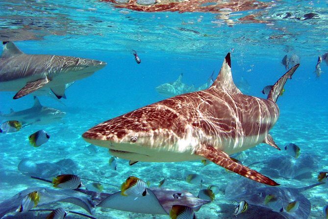 Istanbul Aquarium and Aqua Florya Independent Shopping Trip - Frequently Asked Questions