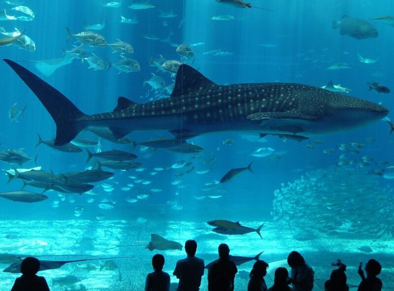 Istanbul Aquarium and Aqua Florya Shopping Mall Tour - A Detailed Look at the Tour