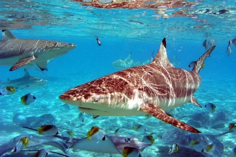 Istanbul Aquarium and Aqua Florya Shopping Mall Tour - FAQ