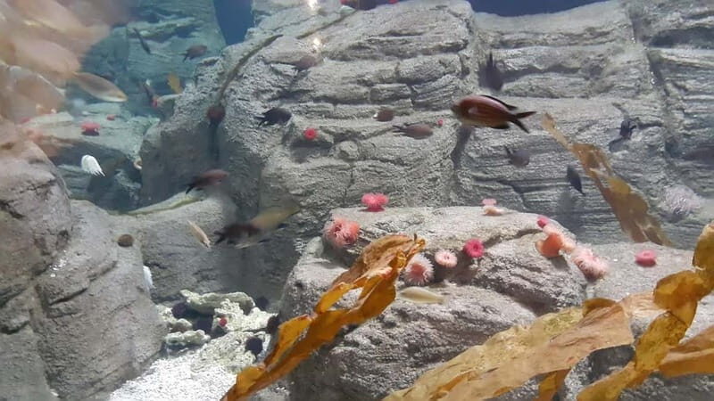 Istanbul: Aquarium Ticket and Round Trip Shuttle from Taksim - A Practical Guide to Visiting Istanbul Aquarium with the Shuttle