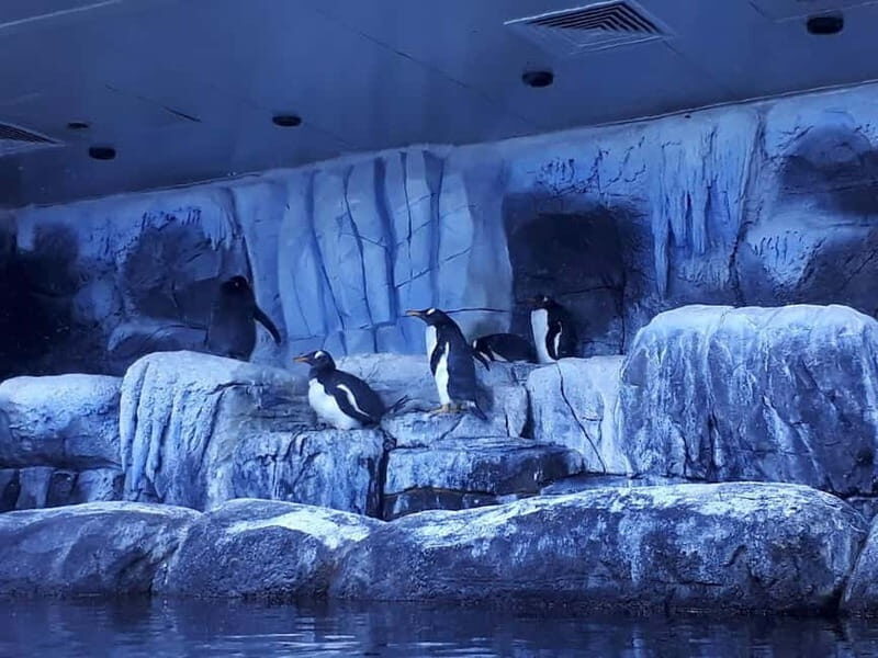 Istanbul: Aquarium Ticket and Round Trip Shuttle from Taksim - Authentic Insights from Visitors