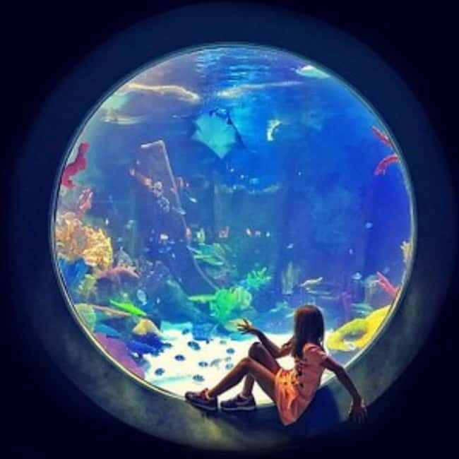 Istanbul: Aquarium Ticket with Shuttle Bus from Sultanahmet - The Sum Up