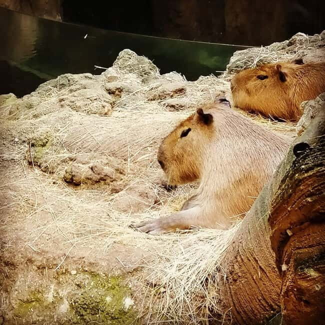 Istanbul: Aquarium Ticket with Shuttle Bus from Sultanahmet - FAQ