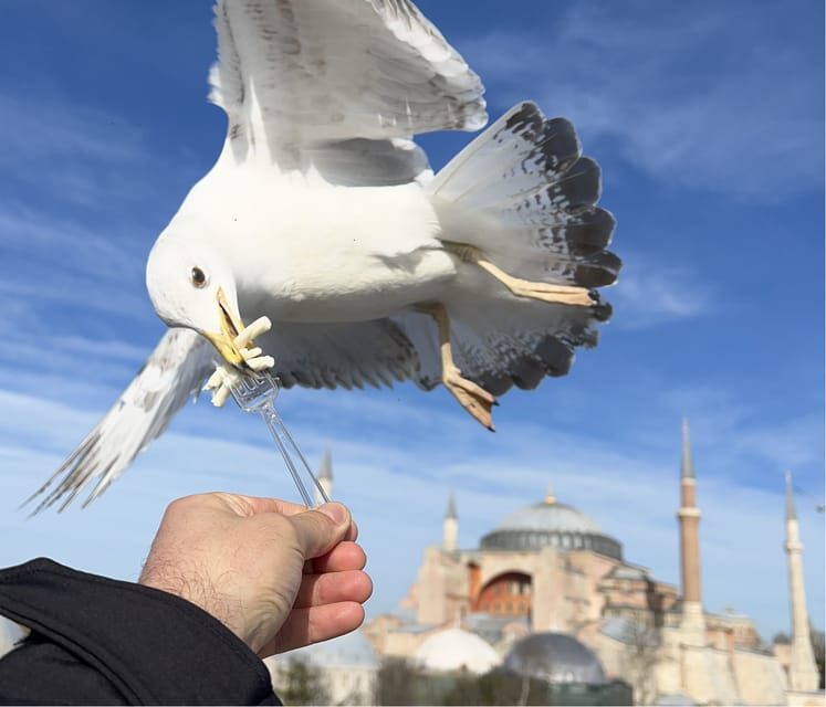 Istanbul: Private City Tour with pick up & drop off - Key Points