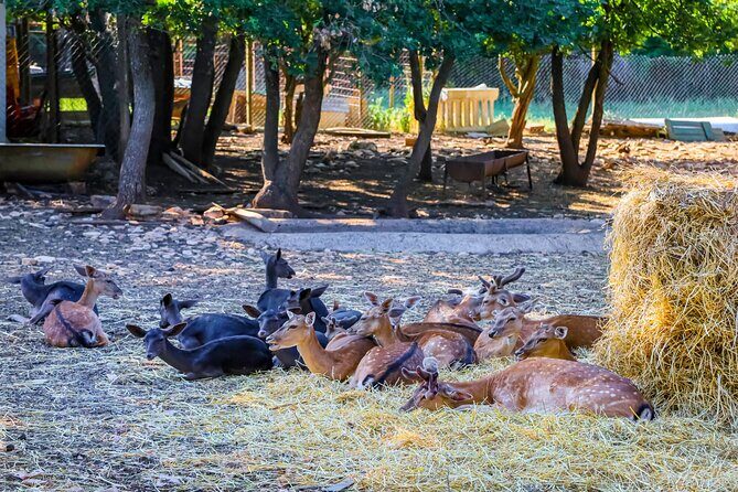 Istra Buggy Tour with a Local Guide - FAQ