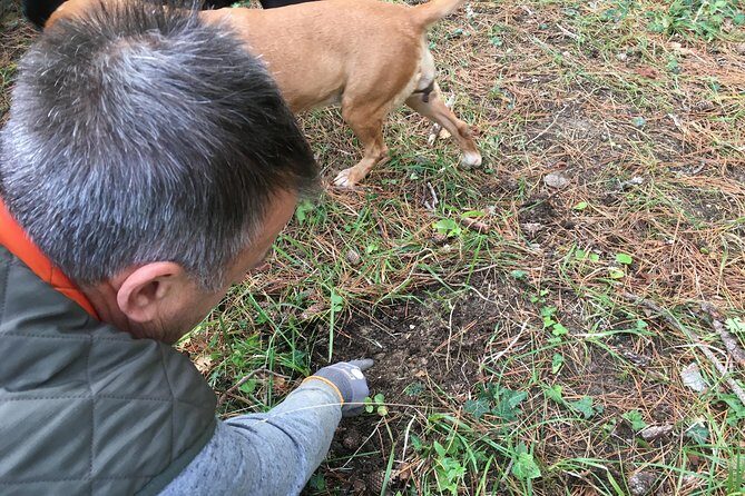 Istrian tapestry - gourmet tour combining wine, truffles and olive oil - What Reviewers Say