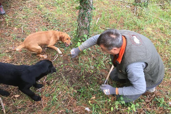 Istrian tapestry - gourmet tour combining wine, truffles and olive oil - Who Is This Tour Perfect For?