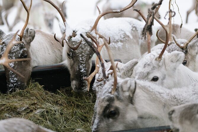 Ivalo: A Day in the Life of Reindeer Herders - Ivalo: A Day in the Life of Reindeer Herders — An Honest Review