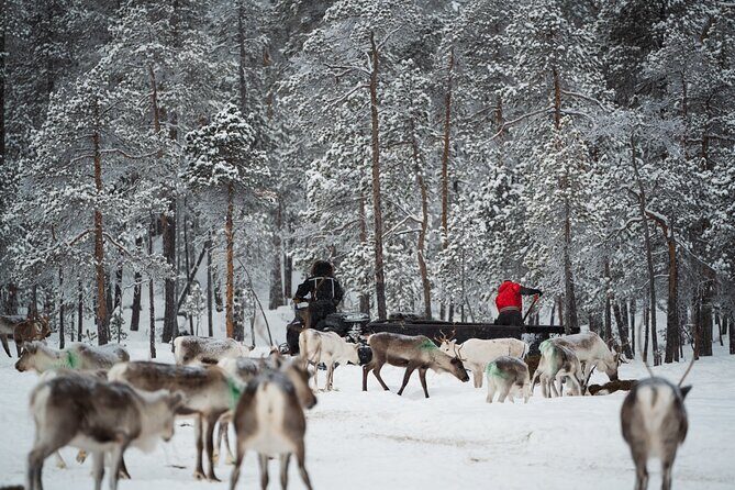 Ivalo: A Day in the Life of Reindeer Herders - Key Points