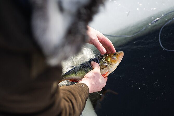 Ivalo: A Day in the Life of Reindeer Herders - Who Is This Tour Best For?