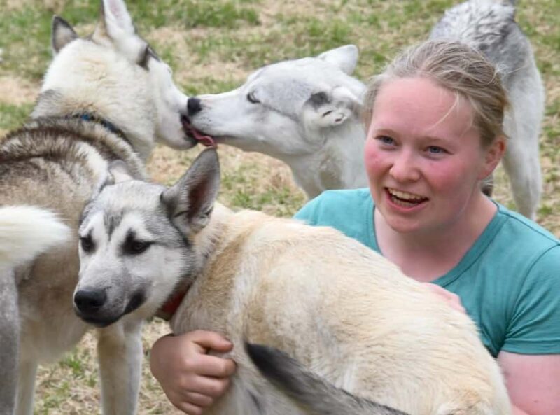 Ivalo: Evening Tea with Huskies and Farm Visit - Key Points