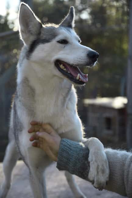 Ivalo: Evening Tea with Huskies and Farm Visit - Discovering the Charm of the Lapland Farm