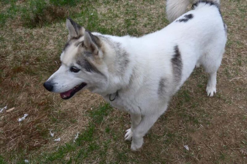 IVALO: Experience Farm Visit | small group - Key Points