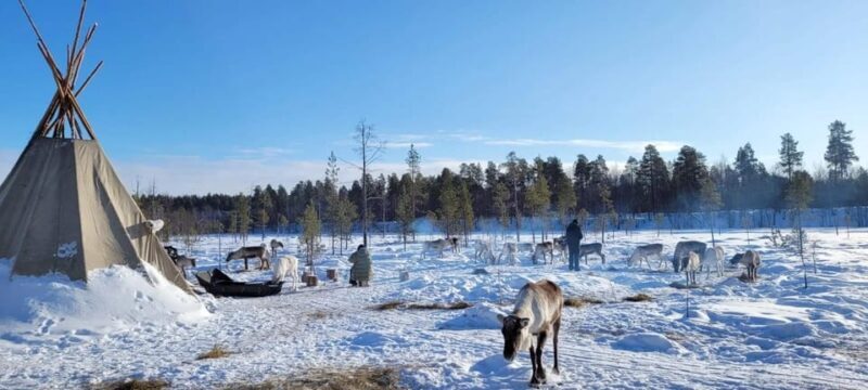 Ivalo: Magical Moments at the Reindeer Farm - Key Points