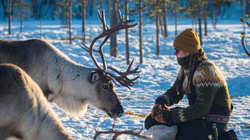 Ivalo: Magical Moments at the Reindeer Farm - A Detailed Look at the Reindeer Farm Experience