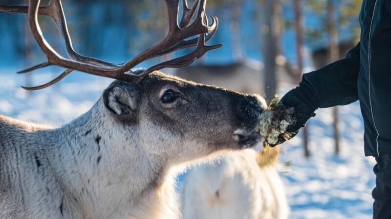 Ivalo: Magical Moments at the Reindeer Farm - Who Should Consider This Tour?