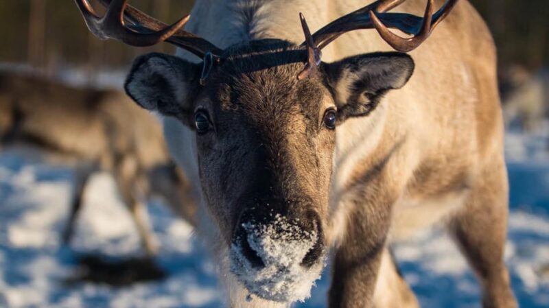 Ivalo: Northern Lights and Reindeer Farm Experience - Who Should Consider This Tour?
