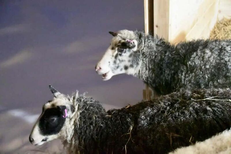 Ivalo: Private Farm Visit & Husky Experience - Key Points