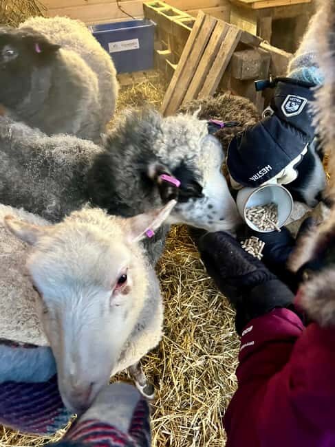 Ivalo: Private Farm Visit & Husky Experience - Evaluating Value & Practicalities