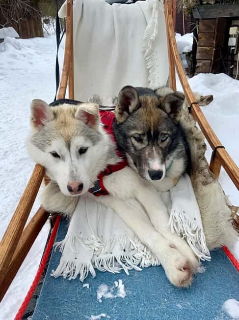 Ivalo: Private Farm Visit & Husky Experience - FAQ