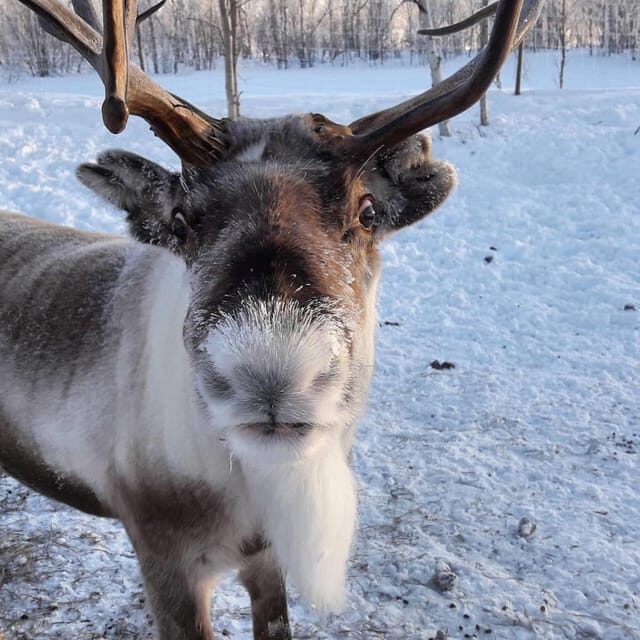 Ivalo: Snowmobile Safari, Meet and Feed Reindeers with Lunch - An In-Depth Look at the Tour
