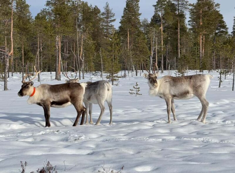 IVALO: Snowmobile Sled Ride to Wilderness - Key Points