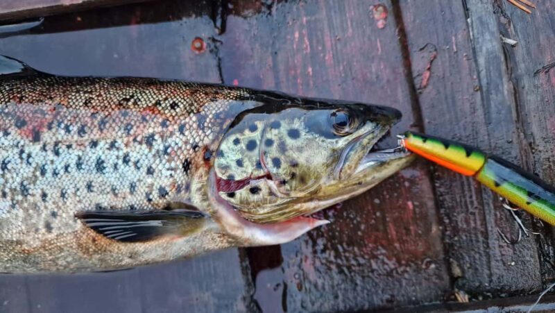 Ivalo: Summer Day/Evening on a Lake in the Wild - An In-depth Look at the Experience