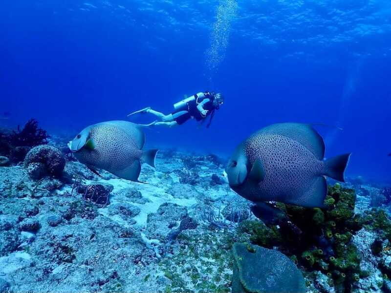 Ixtapa: Nighttime Underwater Exploration at Piedra Solitaria - An In-Depth Look at Nighttime Underwater Exploration in Ixtapa