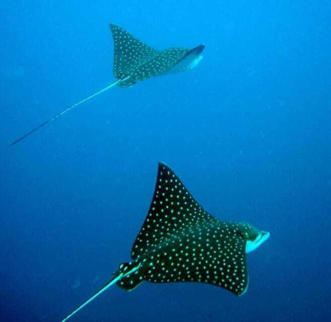 Ixtapa: Underwater Adventures in Zihuatanejo - Who Should Consider This Tour?