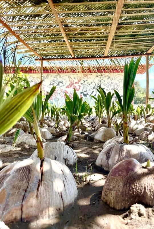 Ixtapa Zihuatanejo Archaeological Zone and Coconut Museum Tour - Key Points