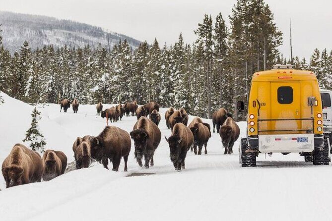 Jackson 4-Day and 3-Night Grand Teton and Yellowstone Winter Tour - Key Points