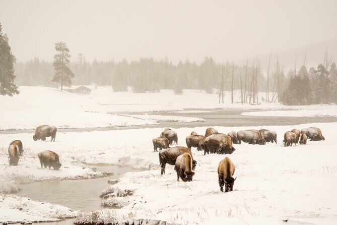 Jackson 4-Day and 3-Night Grand Teton and Yellowstone Winter Tour - FAQ