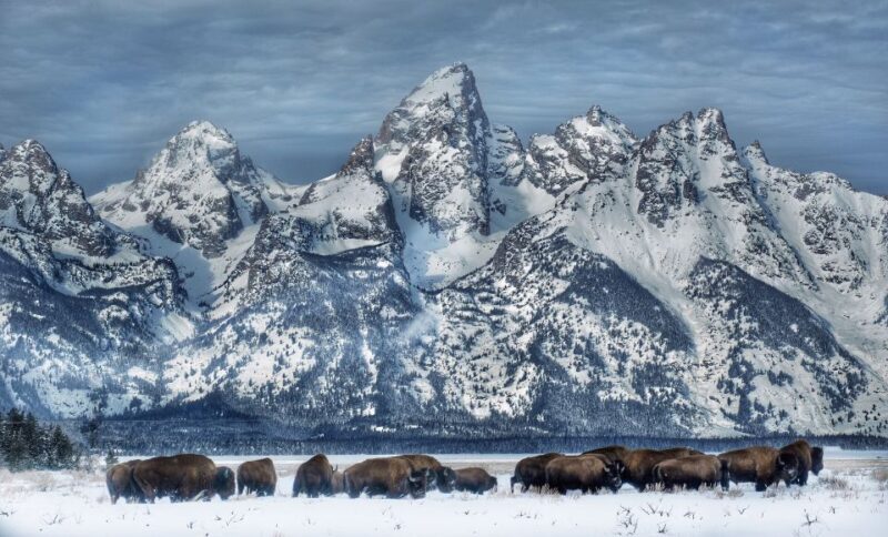 Jackson: Grand Teton and National Elk Refuge Winter Day Trip - Who Will Love This Tour?