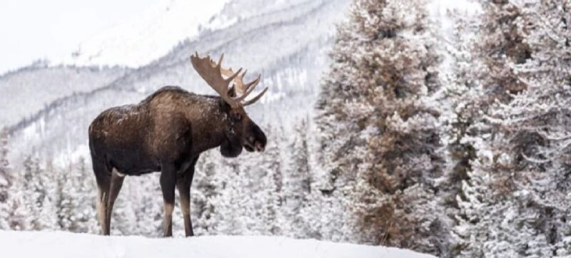 Jackson: Grand Teton and National Elk Refuge Winter Day Trip - FAQ