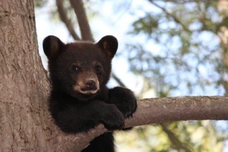 Jackson: Grand Teton National Park Guided Wildlife Tour - Key Points