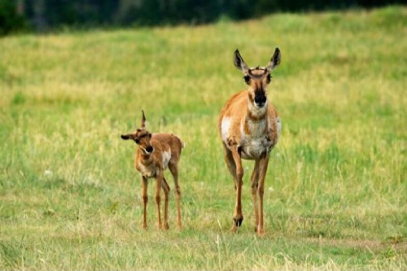 Jackson: Grand Teton National Park Guided Wildlife Tour - An In-Depth Look at the Tour Experience
