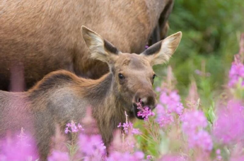 Jackson: Grand Teton National Park Guided Wildlife Tour - Practical Details and Tips