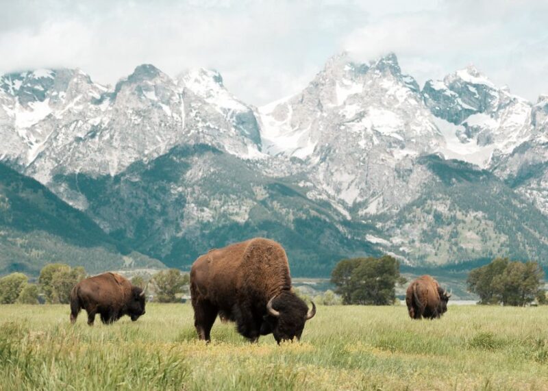 Jackson: Grand Teton National Park Guided Wildlife Tour - Who Should Consider This Tour?
