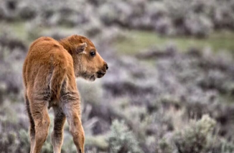 Jackson: Grand Teton National Park Guided Wildlife Tour - FAQ