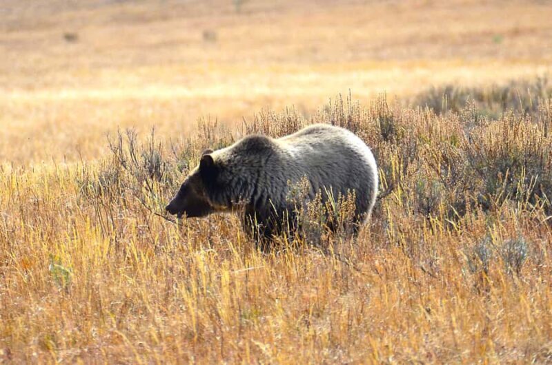 Jackson: Grand Teton National Park - Van Tour - An In-Depth Look at the Tour Experience