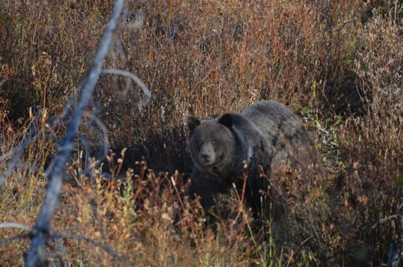 Jackson: Grand Teton National Park - Van Tour - Final Verdict